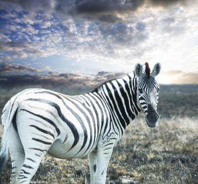 Poster Tier Zebra gestreift
