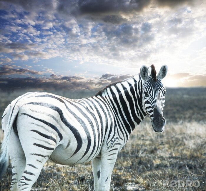 Poster Tier Zebra gestreift