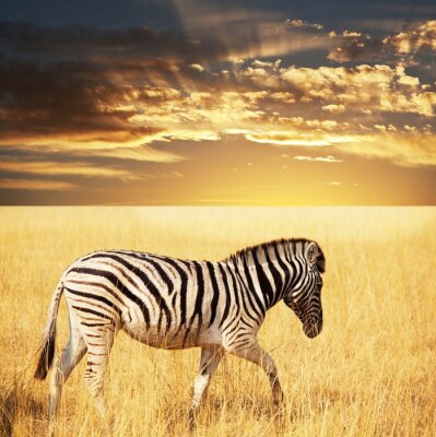 Poster Tier Zebra im Sonnenlicht