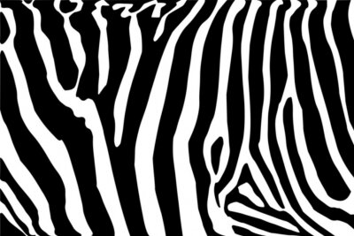 Fototapete Tieraufdruck mit Zebra