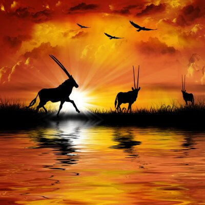 Poster Tiere Afrika Antilopen in der Sonne