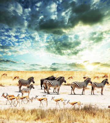 Poster Tiere Afrika in Herden