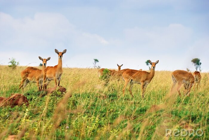Poster Tiere Afrikas Antilopenherde im Gras