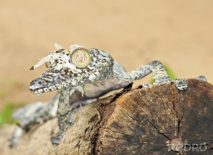 Poster Tiere Afrikas Gecko auf einem Baumstamm