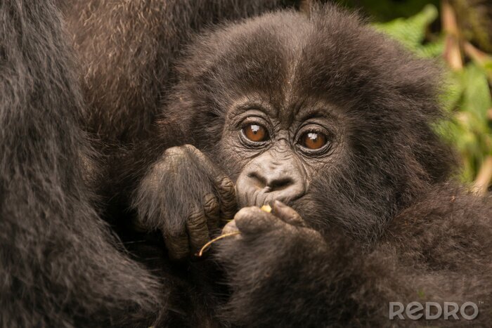 Poster Tiere Afrikas kleiner Gorilla
