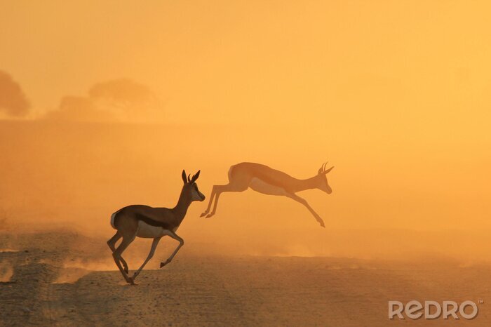 Poster Tiere Afrikas springende Gazellen