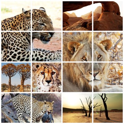 Poster Tiere Afrikas wild