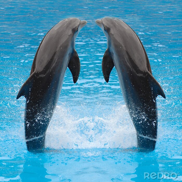 Poster Tiere des Meeres Delfine