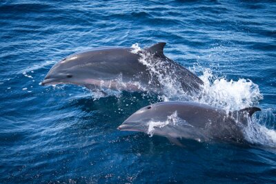 Poster Tiere des Meeres zwei Delphine
