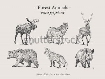 Poster Tiere des Waldes wild