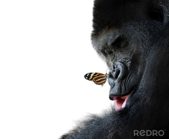 Poster Tiere, ein riesiger Gorilla mit einem Schmetterling auf der Nase