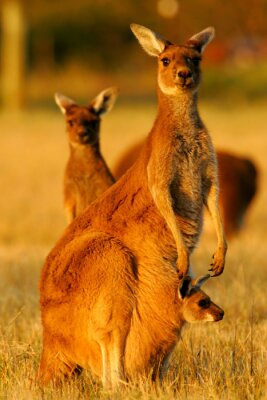 Poster Tiere eine Familie von Kängurus