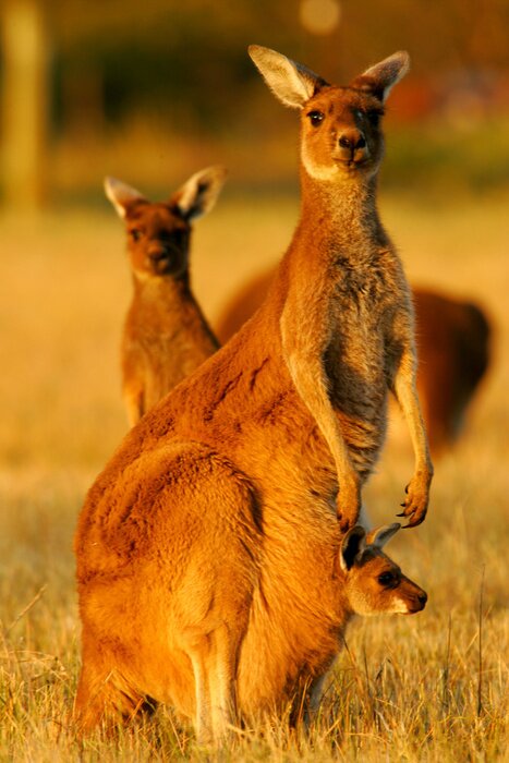 Poster Tiere eine Familie von Kängurus