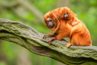 Poster Tiere exotische rote Affen