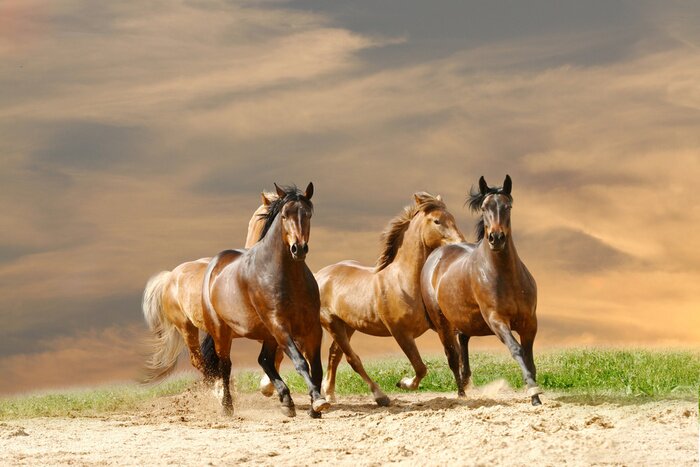 Poster Tiere im Galopp auf Sand