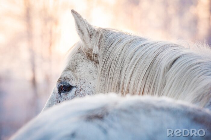Poster Tiere im Wald im Winter