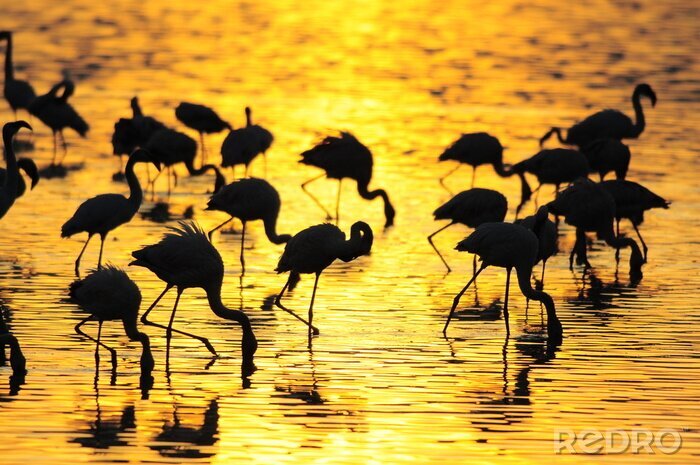 Poster Tiere im Wasser Rosa