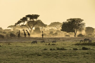 Poster Tiere in Afrika Giraffen und Zebras