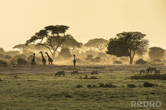 Poster Tiere in Afrika Giraffen und Zebras
