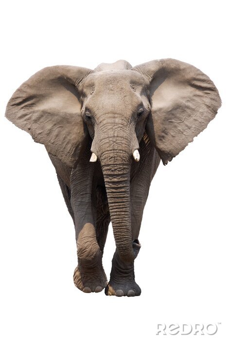 Poster Tiere majestätischer Elefant mit gespreizten Ohren