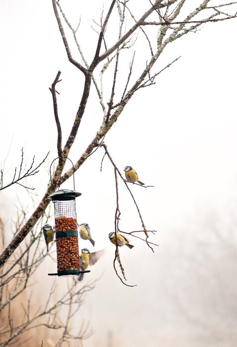 Poster Tiere Meisen am Futterhäuschen