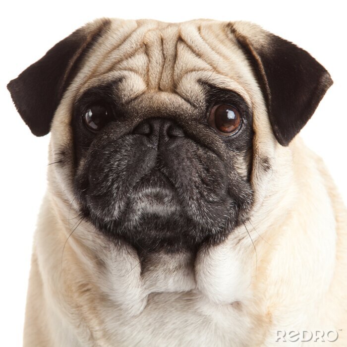 Poster Tiere Mops mit großen braunen Augen