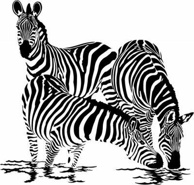 Tiere Safari drei Zebras am Wasser