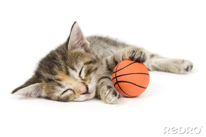 Poster Tiere schlafende Katze mit Basketball