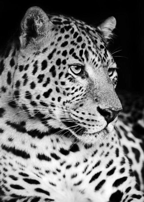 Poster Tiere Schwarz Weiß Porträt