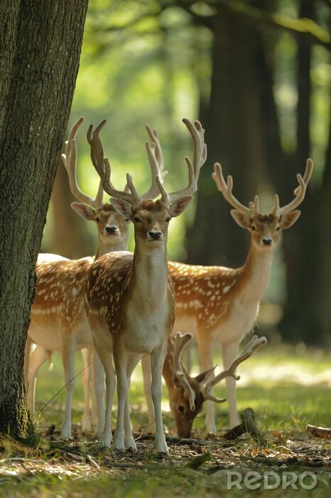 Poster Tiere Waldhirsche