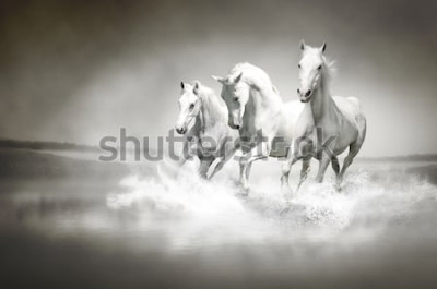 Poster Tiere weiße Pferde beim Rennen