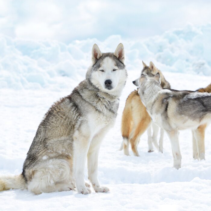 Poster Tiere Wölfe im Schnee