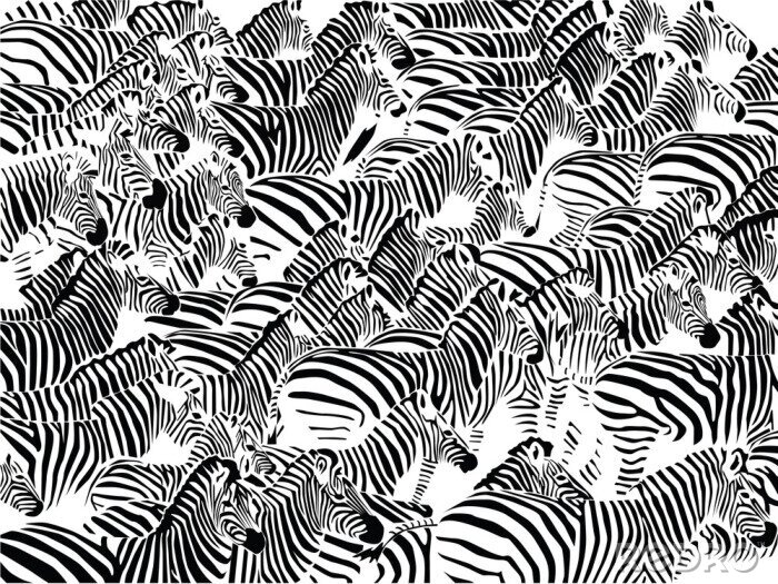 Poster Tiere Zebras große Herde