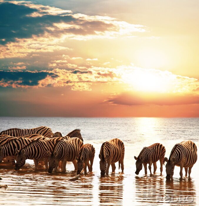 Poster Tierherde im Wasser