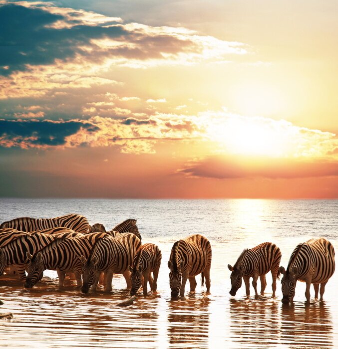 Poster Tierherde im Wasser