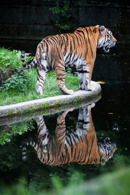 Tiger-spiegelbild