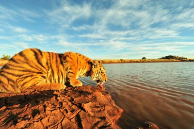 Tiger trinkt aus dem Fluss