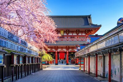 Tokio-Tempel und Kirschbäume