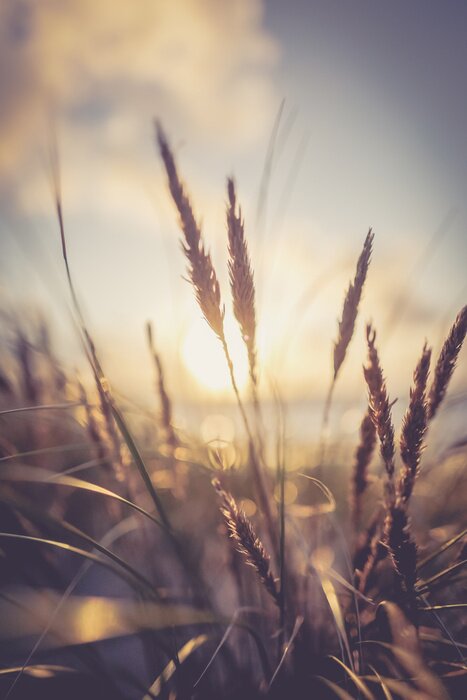 Poster Trockene Gräser an einem See
