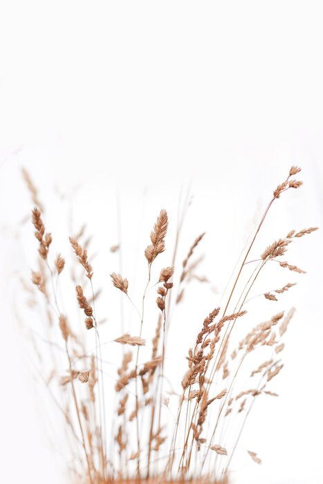 Poster Trockene Gräser im Vordergrund