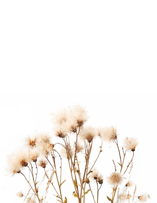 Poster Trockenes Gras und wild wachsende Blumen