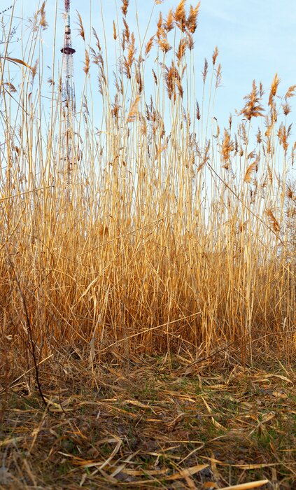 Poster Trockenes Schilfgras auf dem Feld