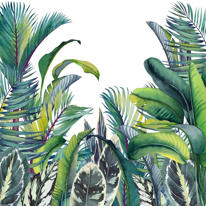Poster Tropical card with palm trees, banana and calathea leaves. Watercolor illustration on white background.