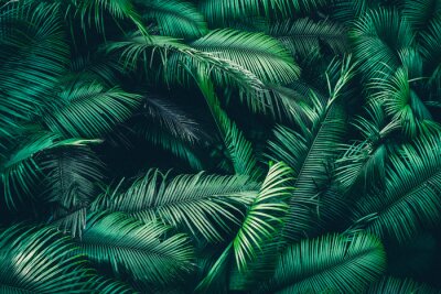 Poster Tropical forest natural background, nature scene in green tone style