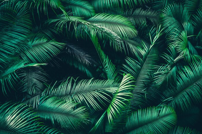 Poster Tropical forest natural background, nature scene in green tone style