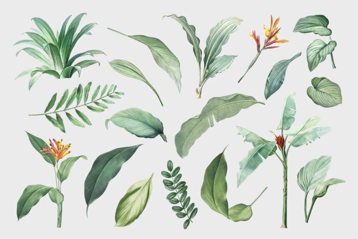 Poster Tropical leaves and plants