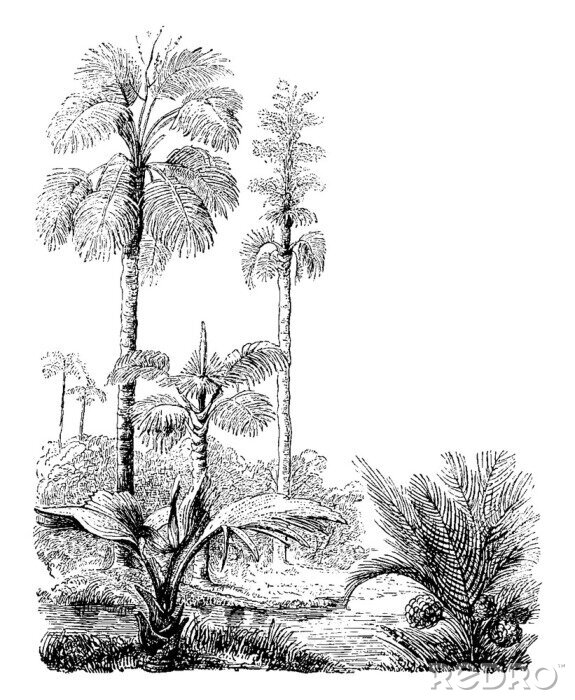 Poster Tropische Bäume Skizze schwarz-weiß