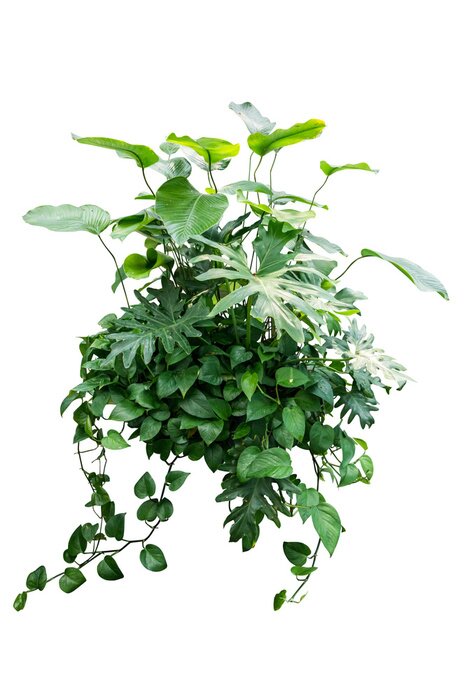 Poster Tropische Blätter bilden einen Strauß