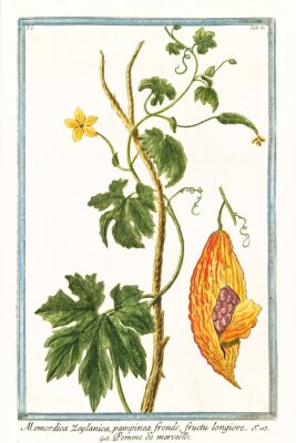 Poster Tropische Blätter der Bittermelone