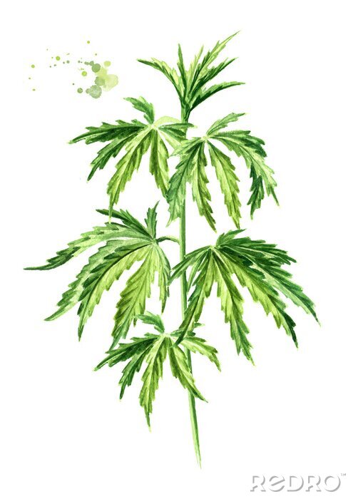Poster Tropische Blätter Hanf gemalt